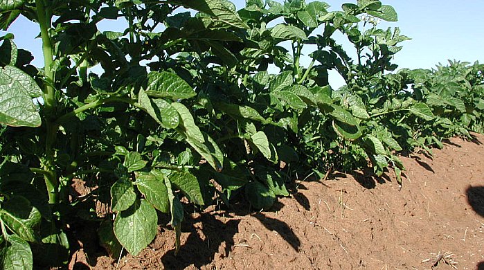 Multauksen j&auml;lkeen perunoissa on riitt&auml;v&auml;sti kasvutilaa perunan mukuloille. Perunapenkki parantaa vesitaloutta ja se my&ouml;s helpottaa sadonkorjuuta.