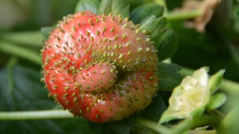 Ep&auml;muodostunut mansikka