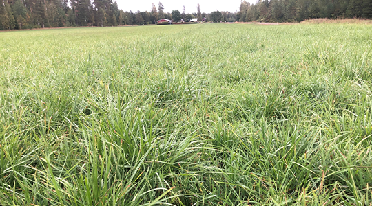 Nadat kasvavat lämpimässä säässä myöhällekin syksyyn. Kuvassa ruokonatavaltainen nurmikasvusto.