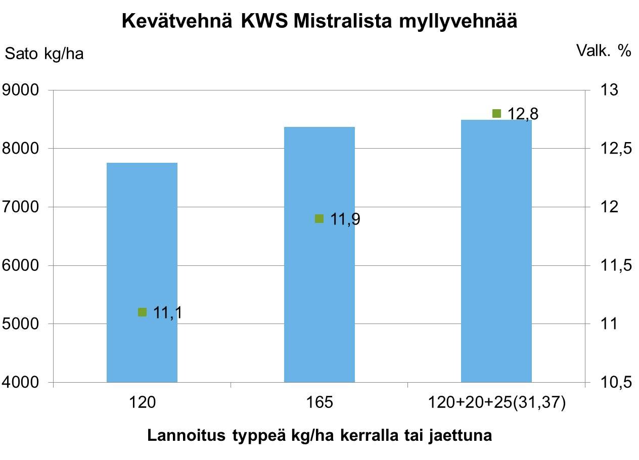 Kevätvehnästä myllyvehnää jaetulla lannoituksella