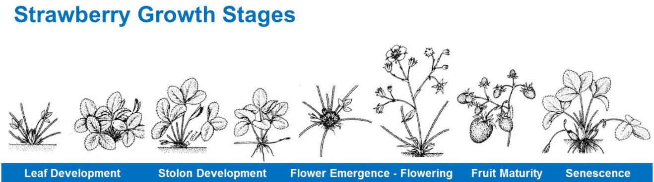 Mansikan tyypilliset kasvuvaiheet