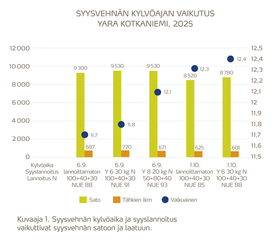 Syysvehn&auml;n kylv&ouml;aika ja syyslannoitus vaikuttivat syysvehn&auml;n satoon ja laatuun.