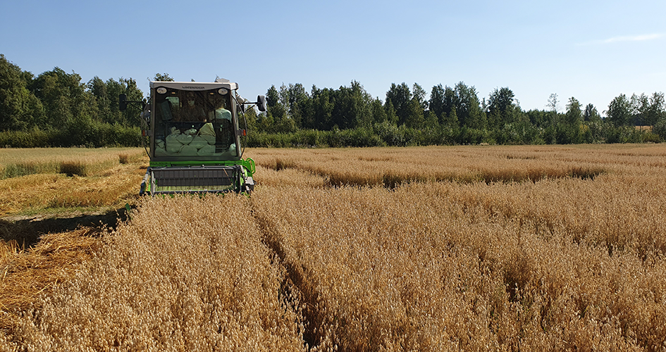Kauran puinti Kotkaniemess&auml; 2020