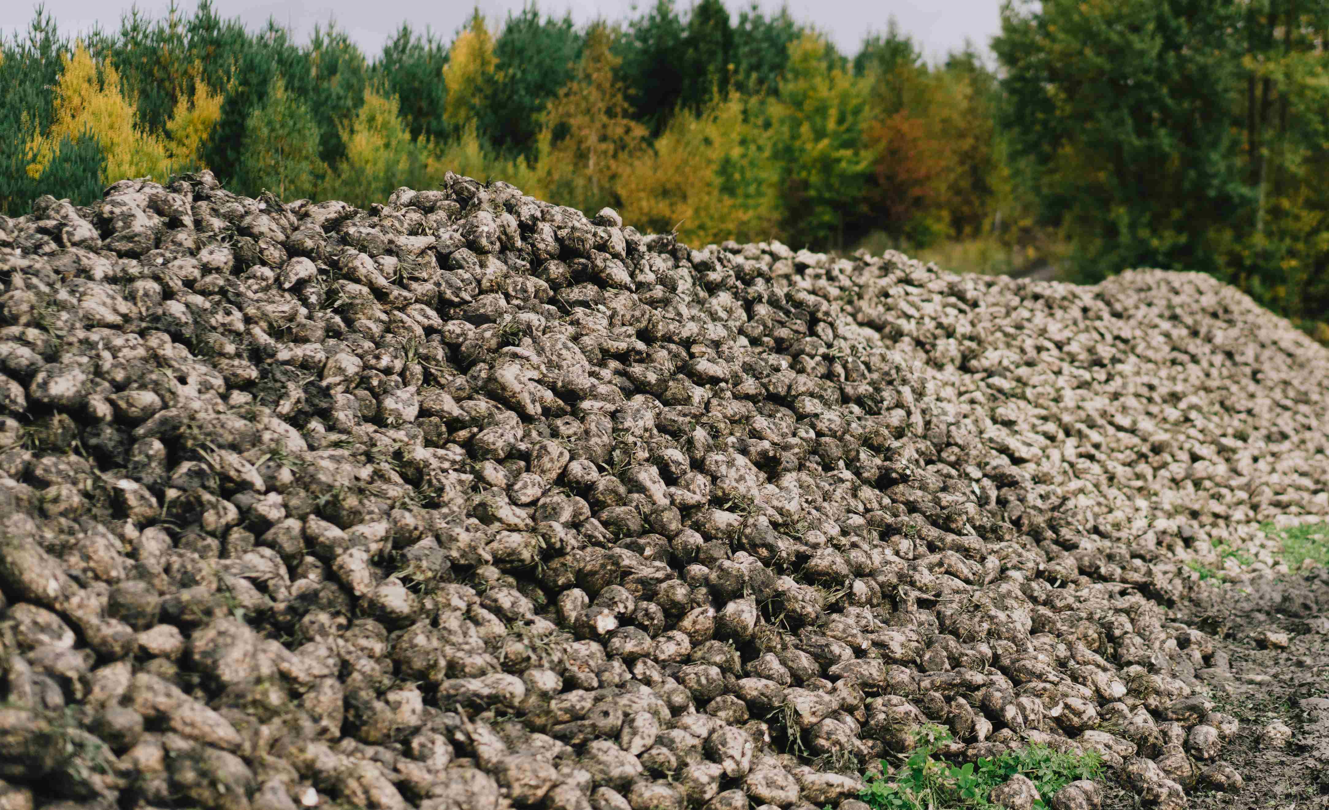 a Kemi&ouml;ss&auml;. Is&auml;nt&auml; Mika Lehtinen kertoo, ett&auml; energiapitoinen juurikas maistuu hirville ja peuroille. El&auml;imet tulevat ruokailemaan kes&auml;ll&auml; pelloille ja syksyll&auml; aumoille. 