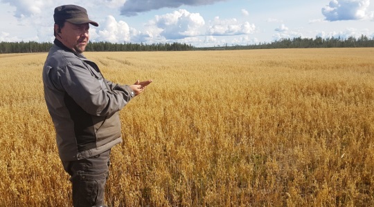 Ville Kuokkari kertoo, että tänä vuonna ei korjattu huippusatoa viime vuoden tapaan. Kasvukautta kiusasi kuivuus.