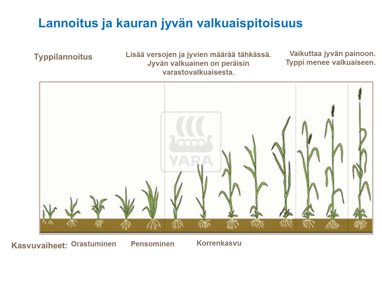 Lannoitus ja kauran jyvän valkuaispitoisuus