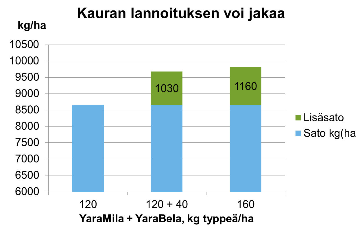 Kauran lannoitus voi jakaa