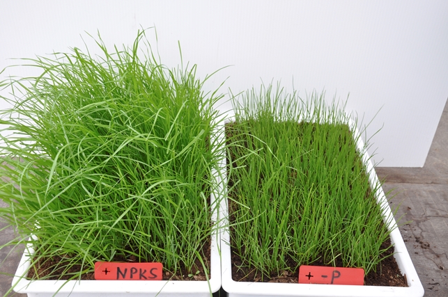 Vasemman puolinen italian raiheinäkasvusto on saanut kaikkia ravinteita tasapainoisesti. Oikean puolinen kasvusto on saanut kaikkia muita ravinteita paitsi fosforia. Kuvasta näkyy, että sen kasvu on kärsinyt selvästi.