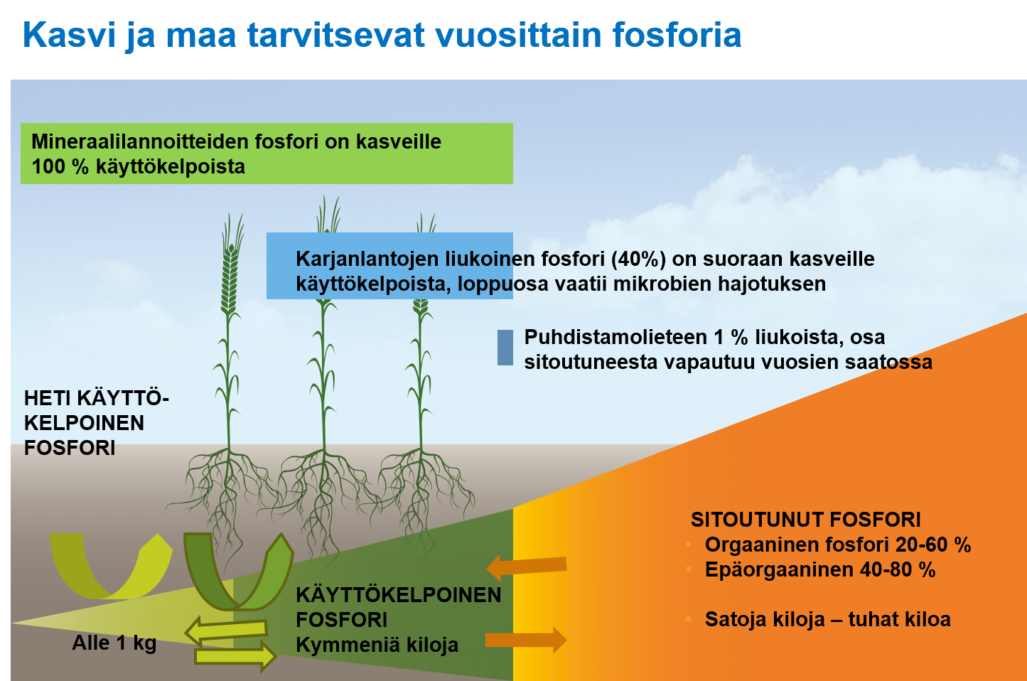 Kaikki fosfori ei ole kasveille k&auml;ytt&ouml;kelpoista. YaraMila-lannoitteiden fosfori on kasveille 100 % k&auml;ytt&ouml;kelpoista