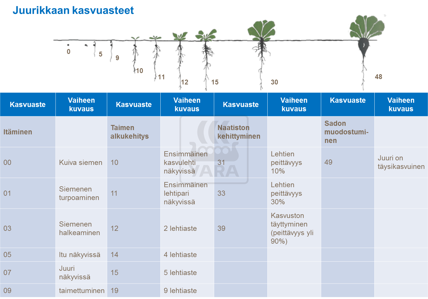 Sokerijuurikkaan kasvuasteet