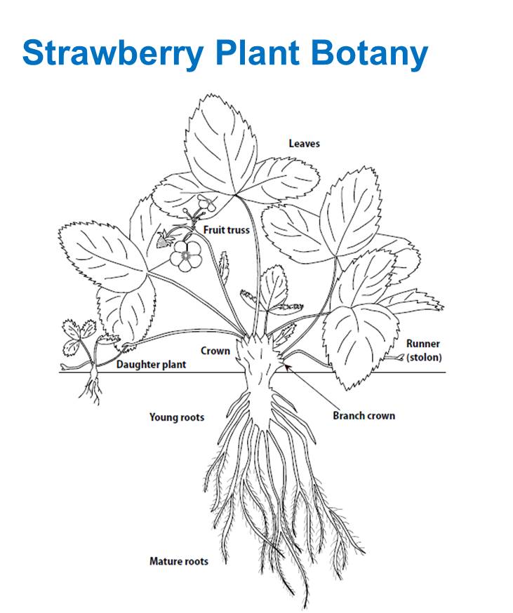 Mansikan kasvuvaiheet