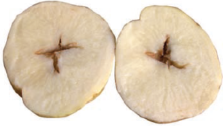 Liian myöhään annettu suuri typpilannoitusmäärä aiheuttaa kasvupyrähdyksen, jonka seurauksena mukulat voivat haljeta sisältä.