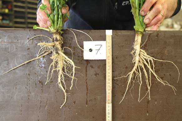 Ruotsin Rapsm&auml;staren -kilpailun voittajan taimet syksyll&auml; kasvukauden p&auml;&auml;ttyess&auml;. Sato 6 600 kg/ha.