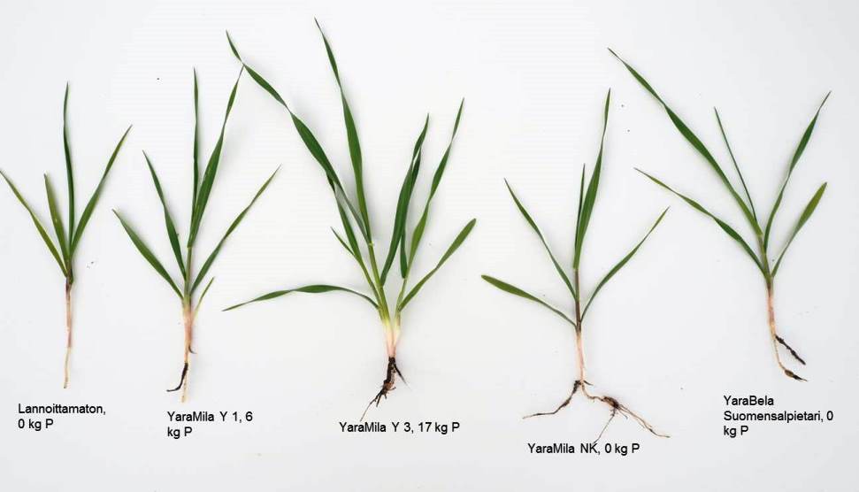 Fosforilannoituksella vaikutetaan kasvin versoutumiseen. Kuvassa on ohra. Lannoitelajin valinnassa muista aina myös huomioida pellon viljavuusluvut. 