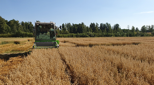 Kauran puinti Yara Kotkaniemessä 2020