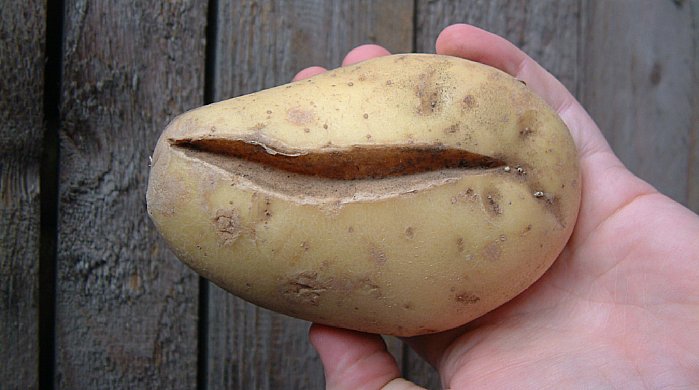 Perunaan on tullut halkeamia liiallisen veden takia.