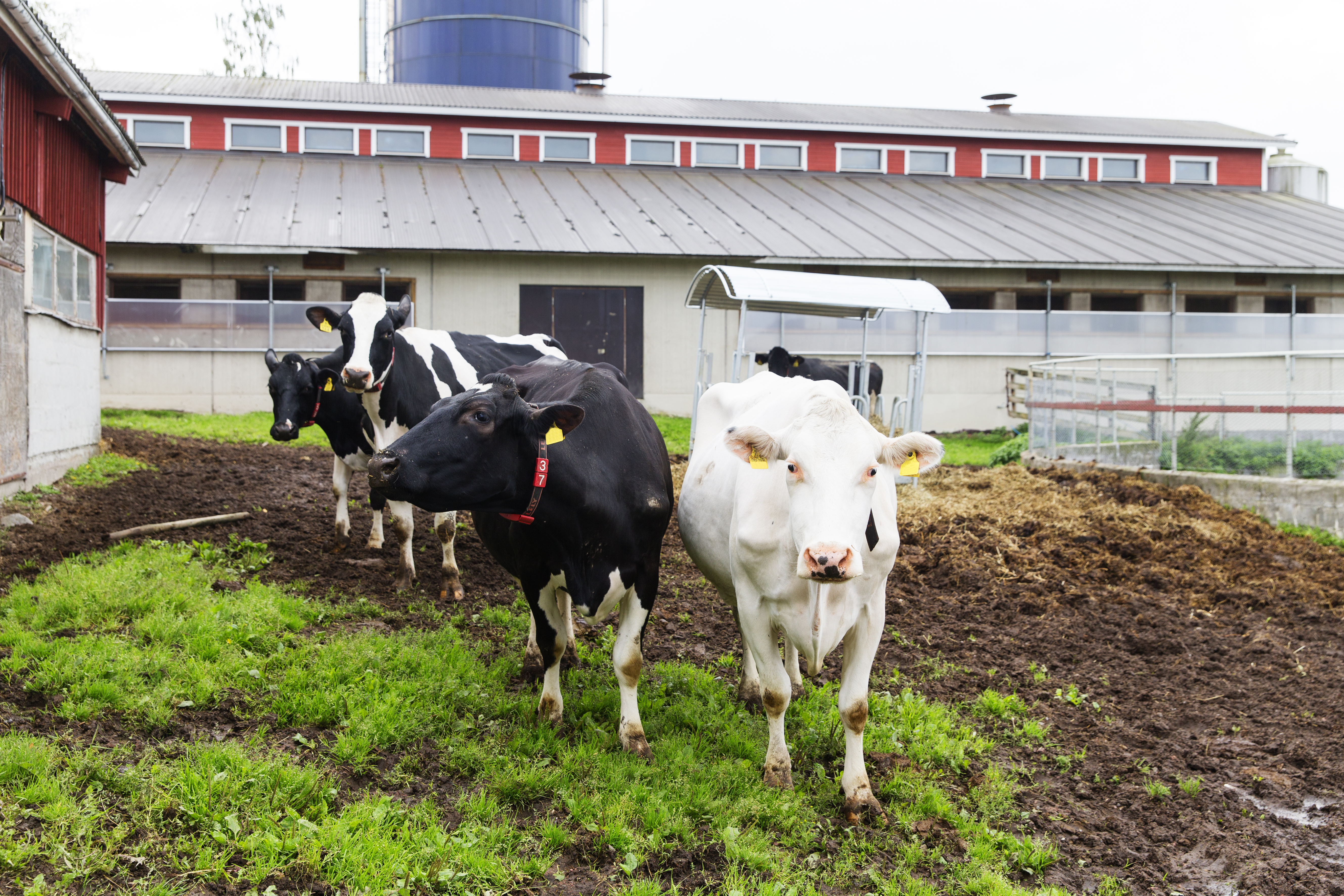 Risto ja Tiina Linnainmaan maitotila sijaitsee H&auml;meenkyr&ouml;ss&auml; Pirkanmaalla. Tilalla on 70 lyps&auml;v&auml;&auml; ja yksi lypsyrobotti. P&auml;&auml;rotuina karjassa ovat holstein ja ayrshire.