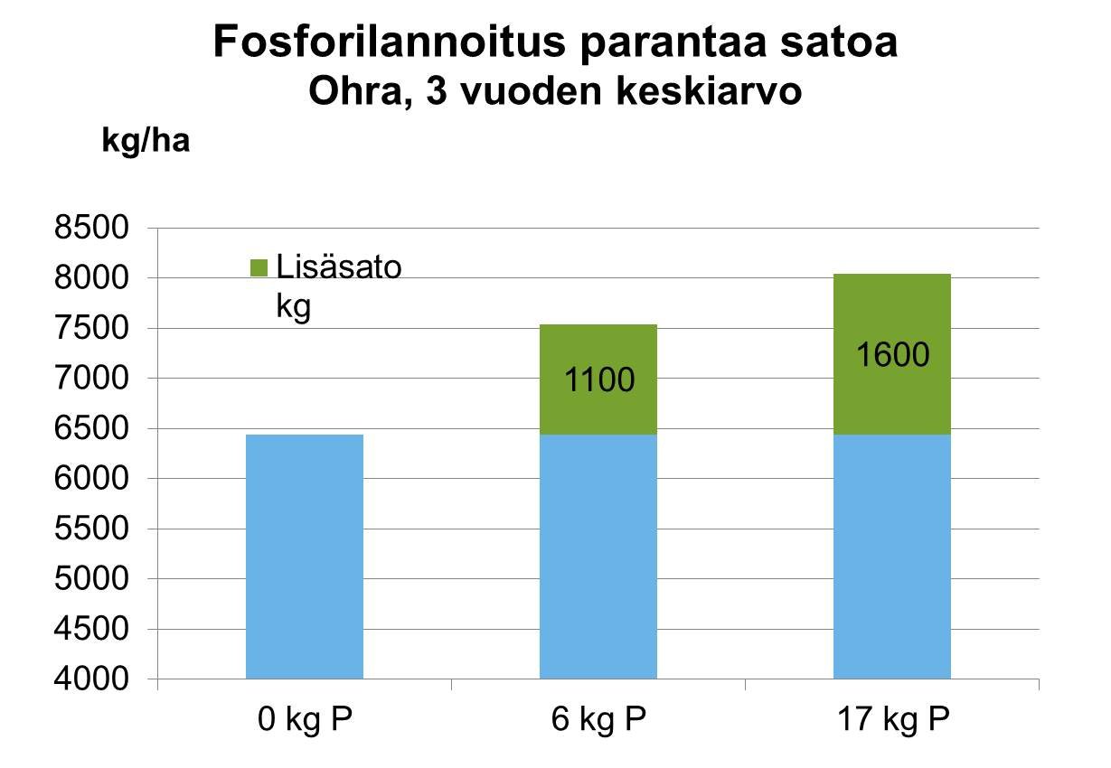 Fosforilannoitus parantaa ohran satoa