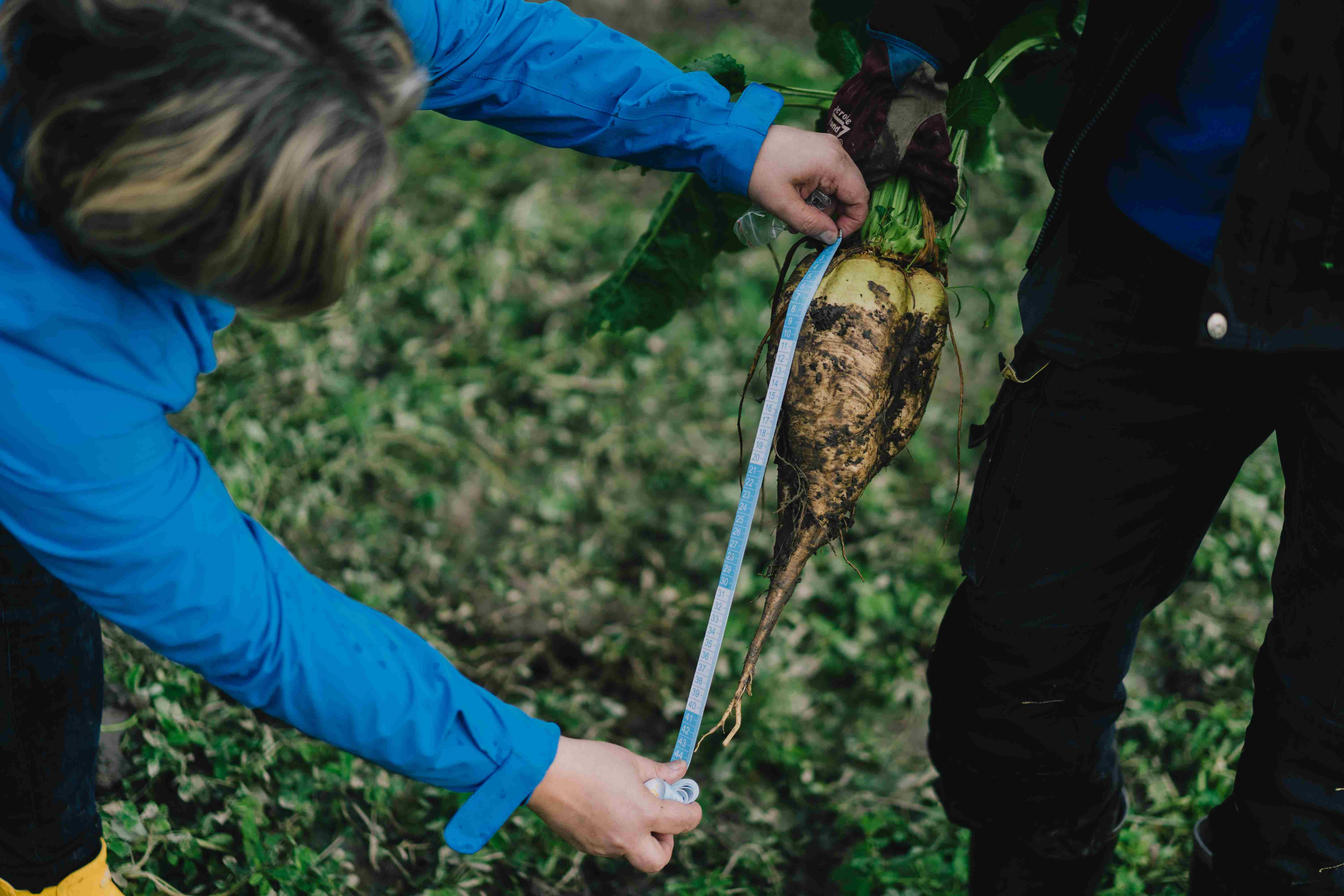 Mika Lehtisen tilalla korjattiin t&auml;n&auml; vuonna 60 tn/ha sokerijuurikassato. Kuvan juurikas nostettiin lokakuun alussa ja se painoi noin 2,5 kiloa.