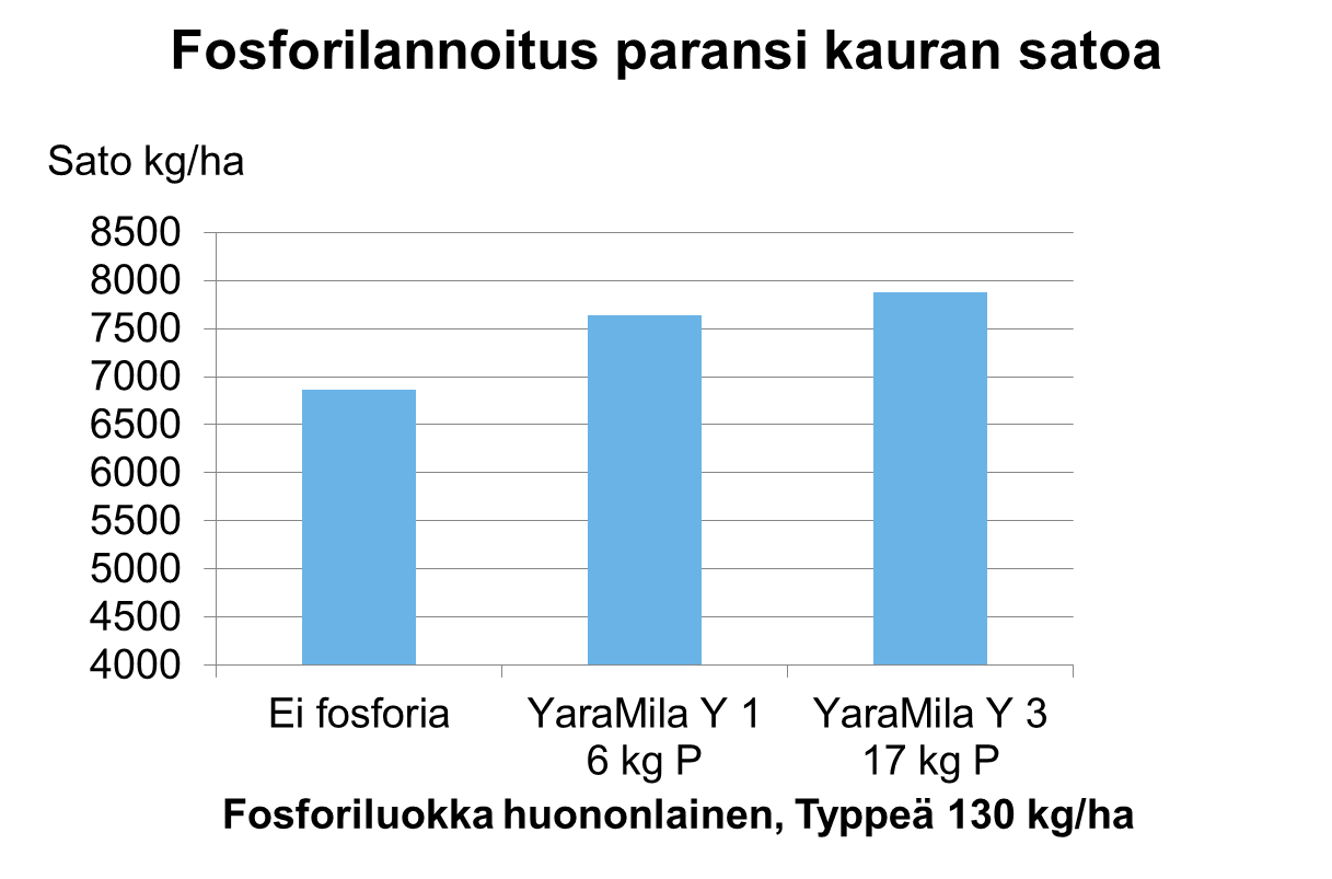 Fosforilannoitus paransi kauran satoa